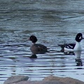 Barrow‘s Goldeneye (Bucefala islandica) 1